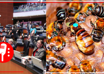 Senado busca sancionar a responsables de muerte de 300 mil abejas