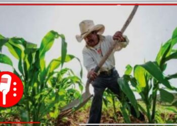 Que se sepulte por completo el modelo neoliberal: Las organizaciones campesinas entregarán a Claudia Sheinbaum una propuesta para fortalecer el campo mexicano y lograr la soberanía alimentaria