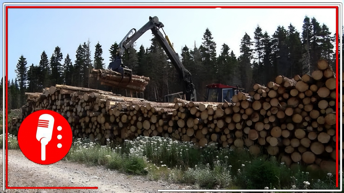Canadá considera limitar exportaciones de madera para calmar tensiones con EE.UU.