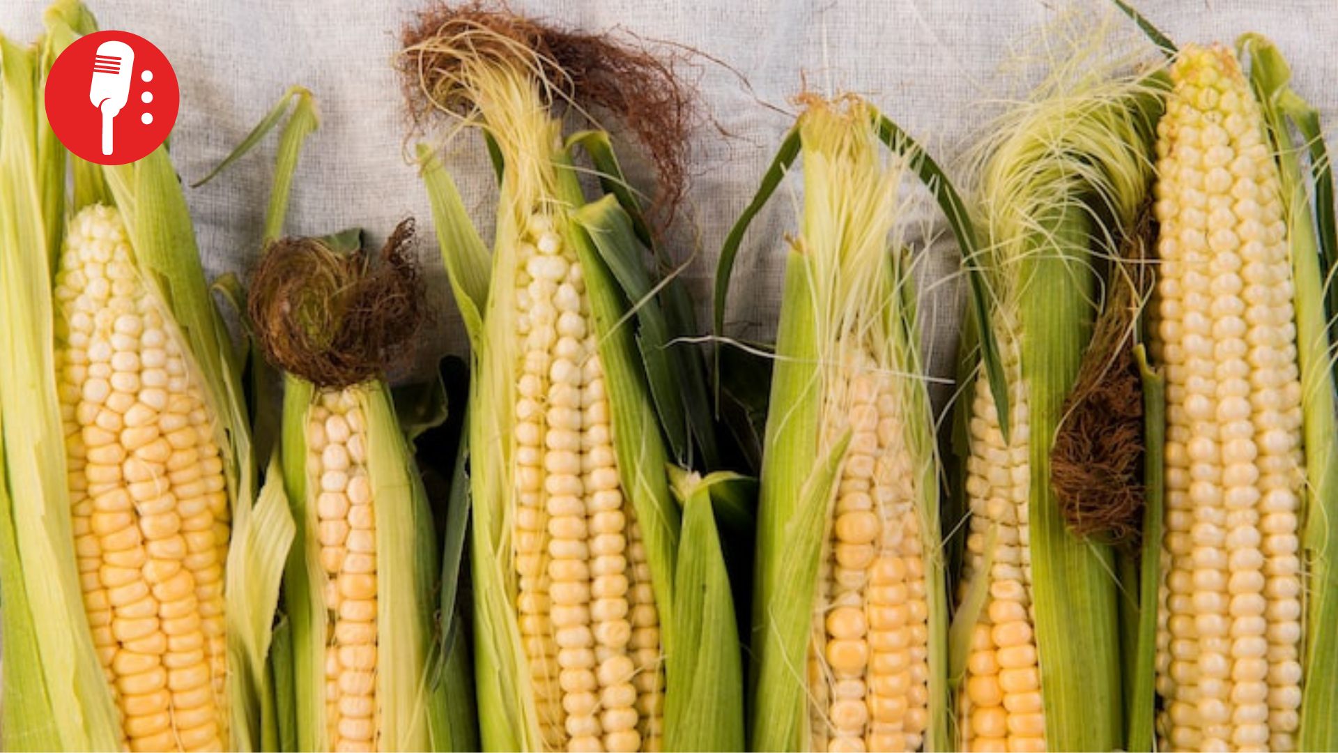 México refuerza su soberanía alimentaria con “Sin maíz no hay país” ante alza en importaciones