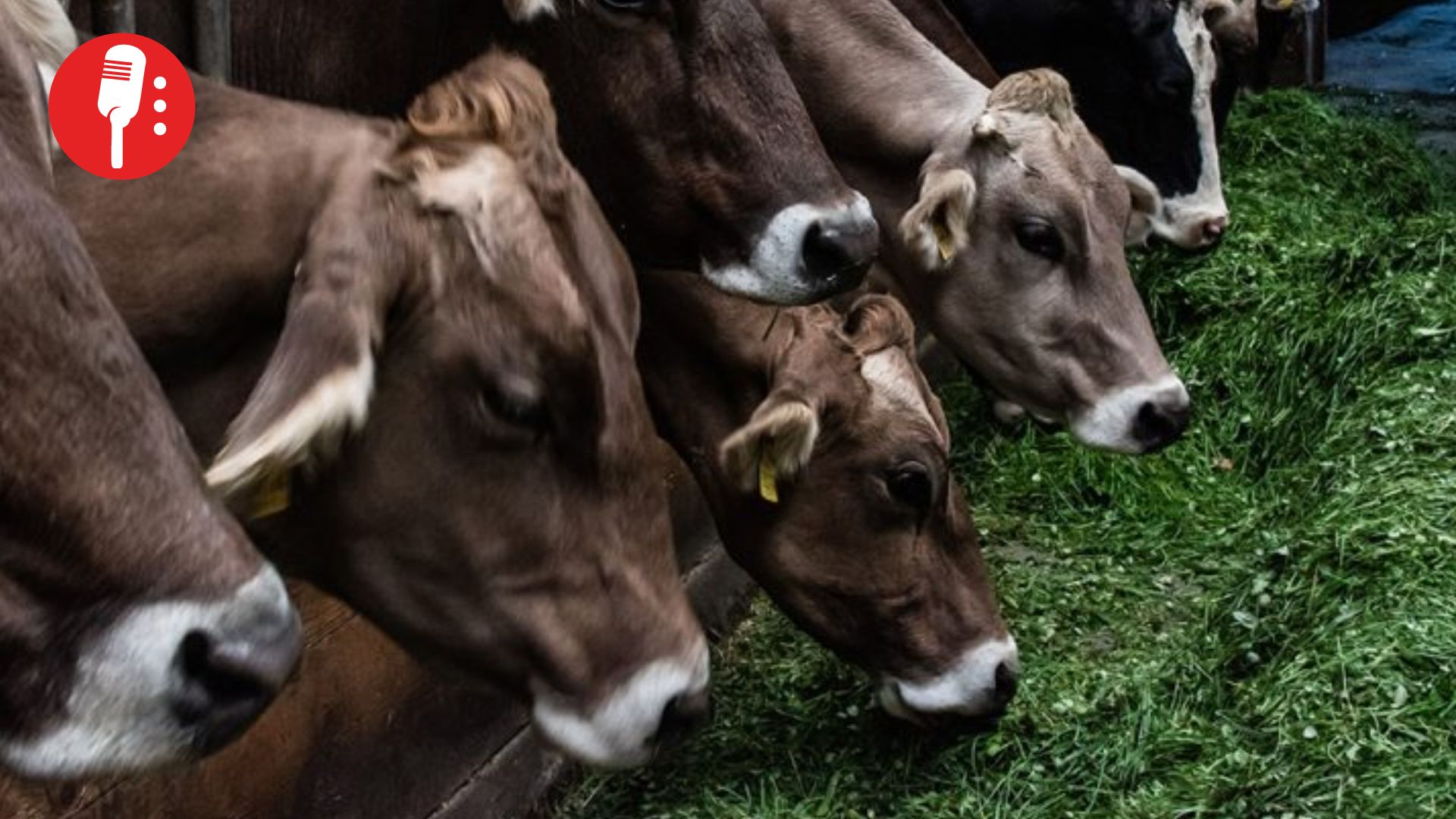 Activan protocolo sanitario en Querétaro tras detectar caso de gusano barrenador en ganado