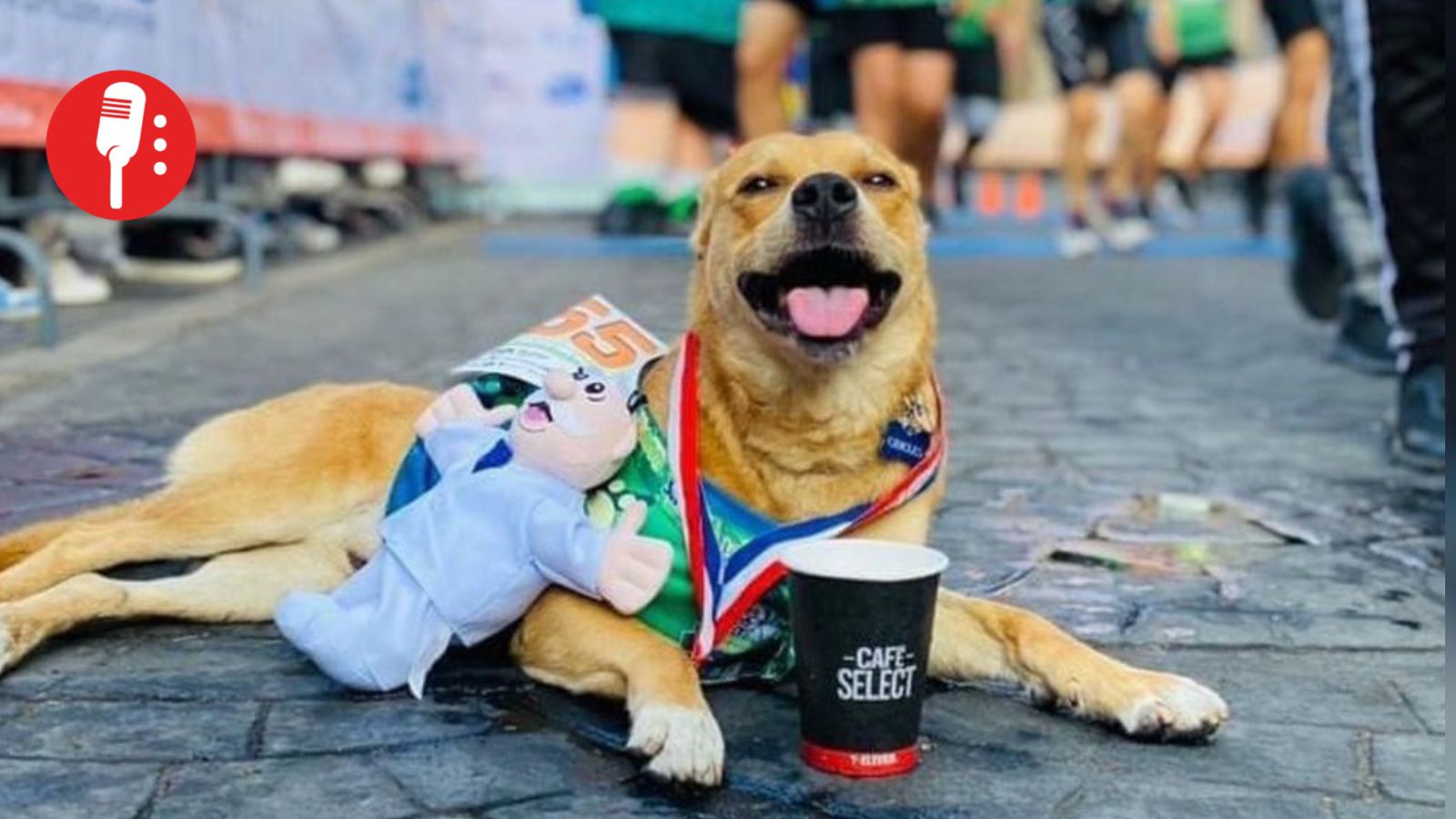 Muere envenenado “Chicles”, el perrito corredor que se volvió símbolo de Tijuana