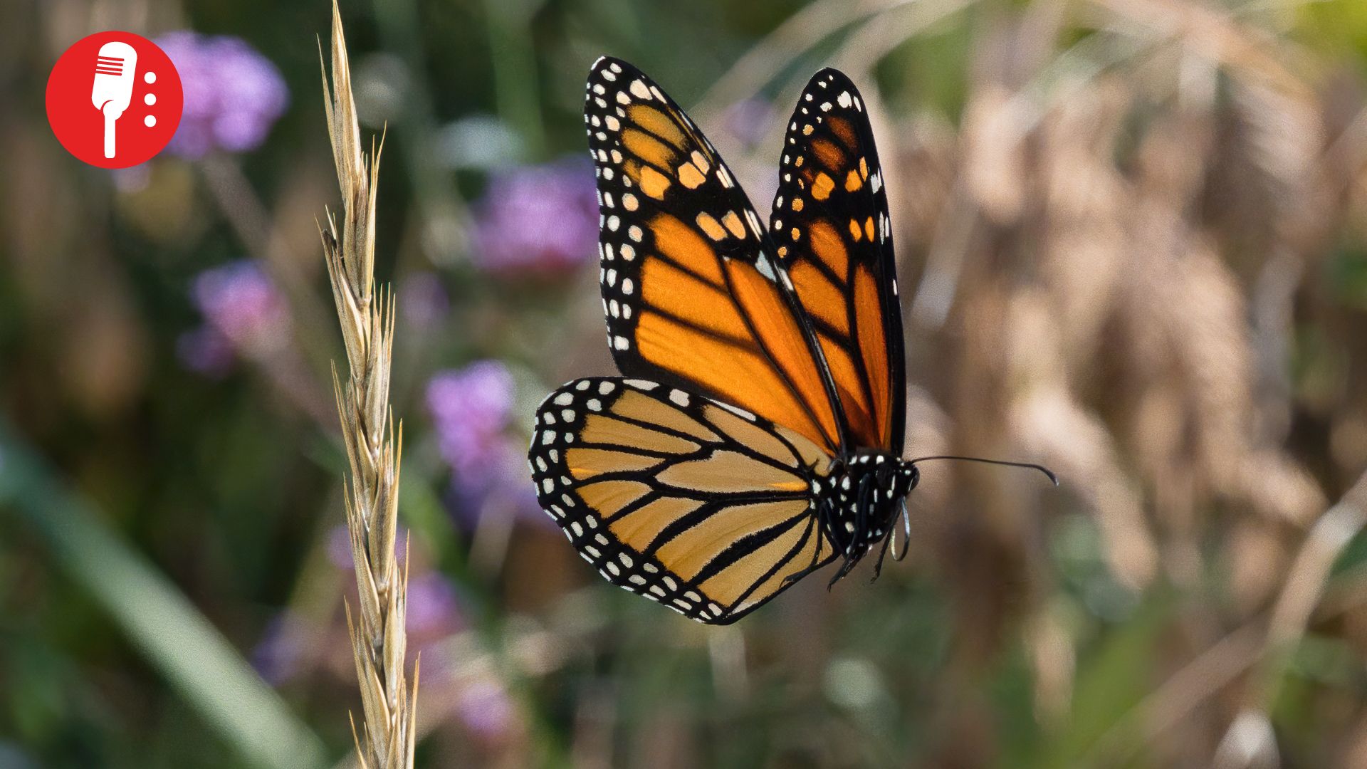 México recurre al apoyo internacional para evitar extinción de Mariposa Monarca