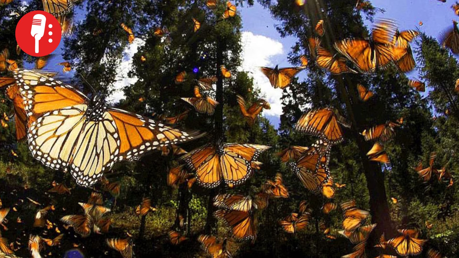 Hay esperanza: millones de mariposas monarca vuelven a pintar de vida los bosques de Michoacán